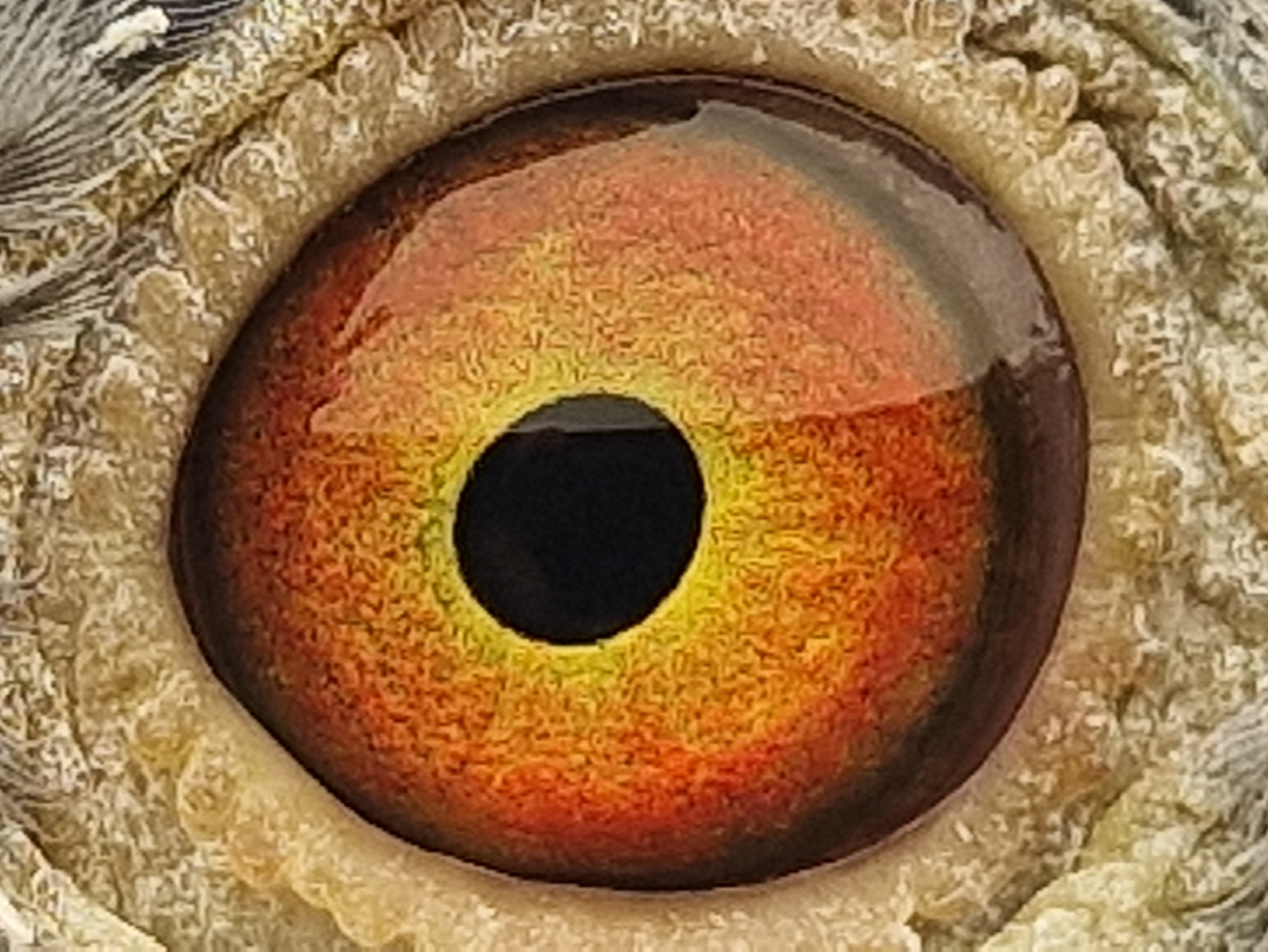Pigeon eye